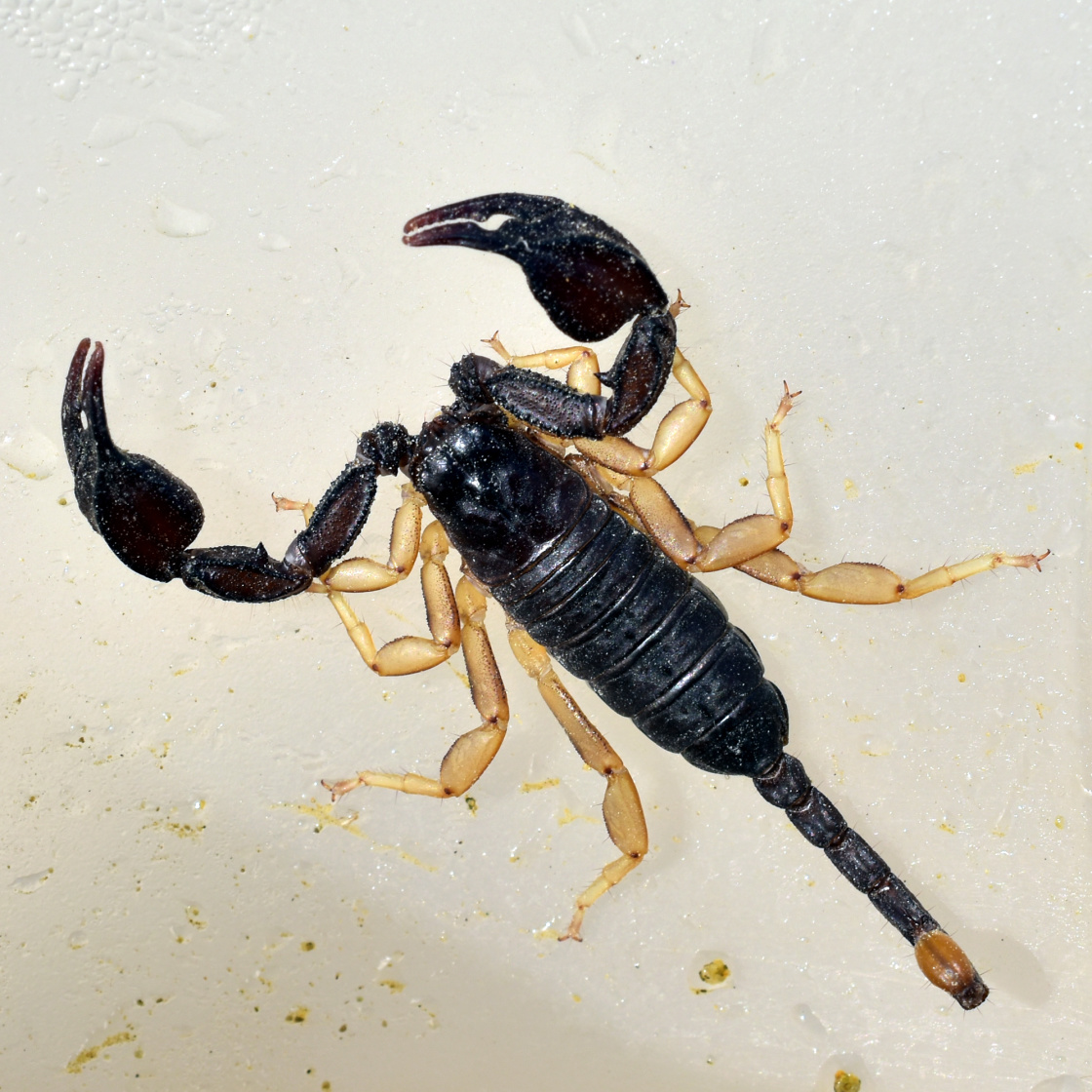 3-D-Aufnahme einer Buchlunge eines Skorpions - vergrerte Ansicht